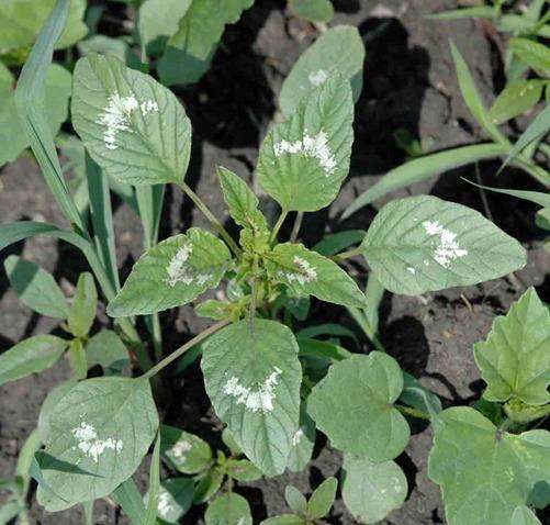 Mechanism for herbicide resistance in Palmer amaranth identified