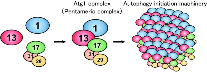 Mechanism of autophagy initiation has just been revealed