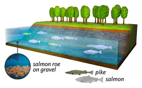 Medieval water power initiated the collapse of salmon stocks
