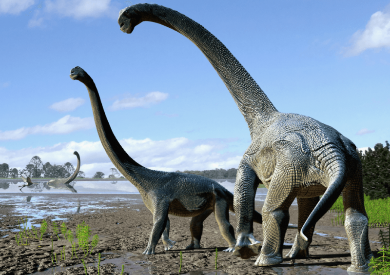 Meet Savannasaurus, Australia's newest titanosaur