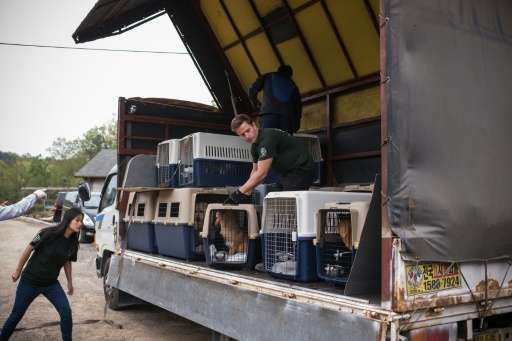 Members of Humane Society International load dogs onto a truck during an operation to shut down a dog meat farm in Wonju