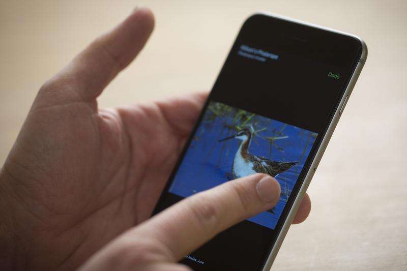 Merlin Bird Photo ID mobile app launches