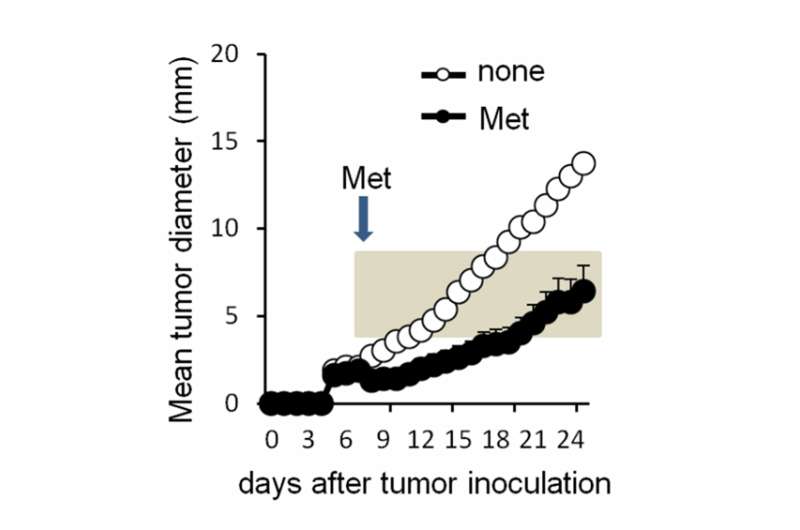 Metformin confers anti-tumor immunity by reactivating exhausted CD8T lymphocytes