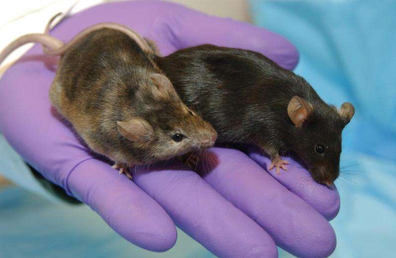 Mice studies in space offer clues on bone loss