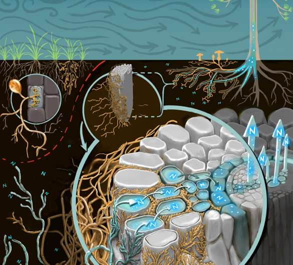 Microbes, nitrogen and plant responses to rising atmospheric carbon dioxide