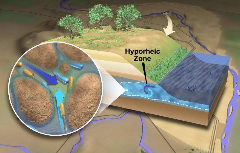 Microbes take center stage in workings of 'the river's liver'