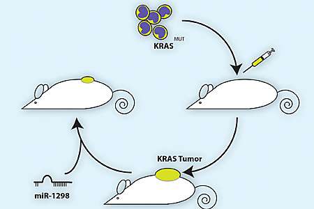 MicroRNA specifically kills cancer cells with common mutation