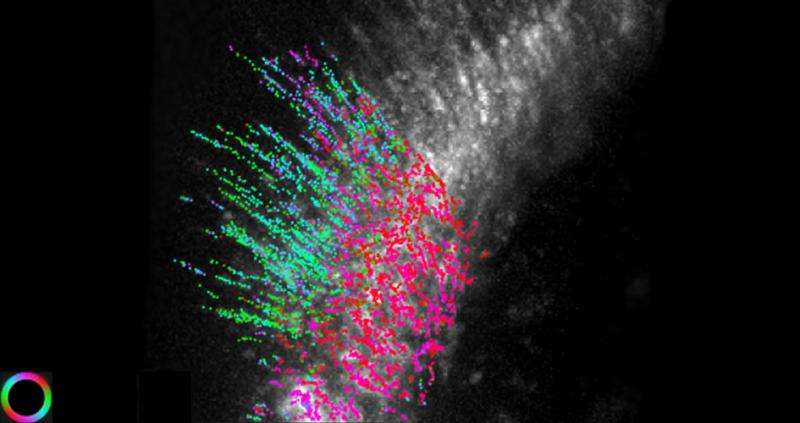 Microscope developed at MBL tracks individual molecules in living cells