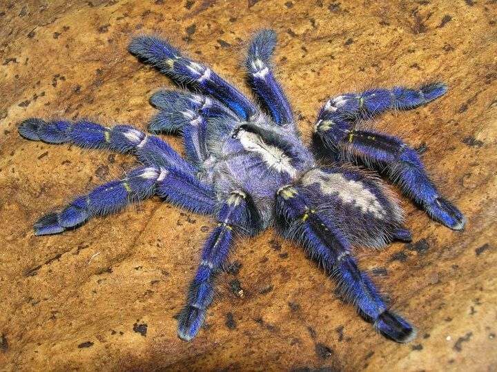 Microscopic analysis of blue tarantula inspires production of nanostructures