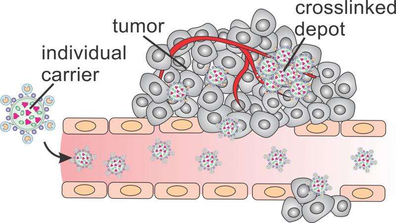 Microscopic drug 'depots' boost efficacy against tumors in animal model