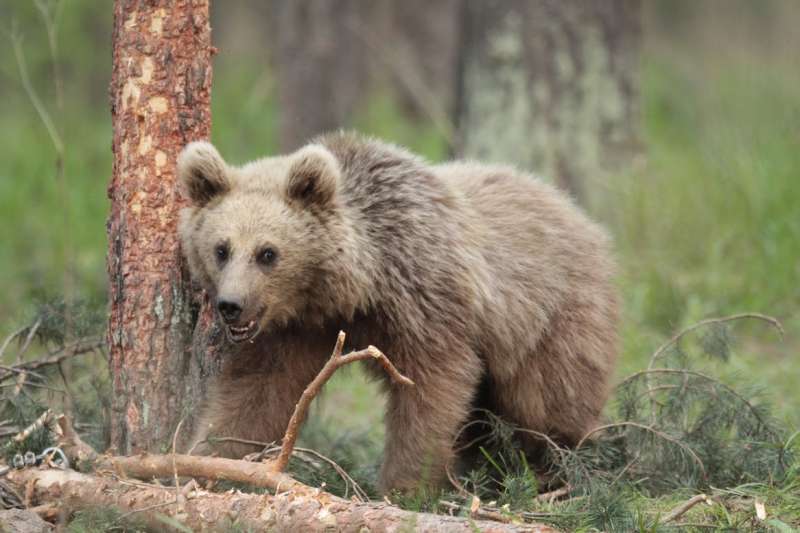 Migratory bears down in the dumps