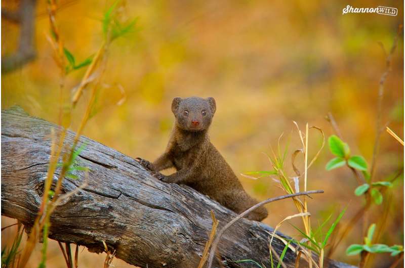 Mobbing mongooses get by with a little help from their friends