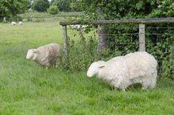 Model ‘electric’ sheep helping researchers keep flocks in fine fettle