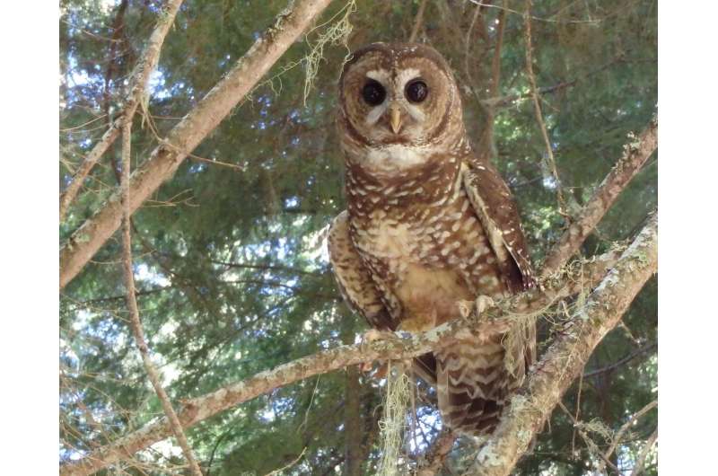 Model explains barred owls' domination over northern spotted owls