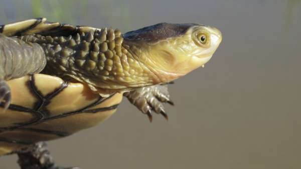 Modelling picks out prospective homes for rare tortoises