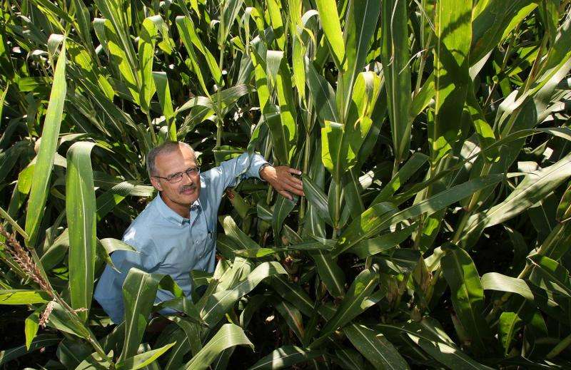 Modern corn hybrids more resilient to nitrogen stress, crowded planting conditions