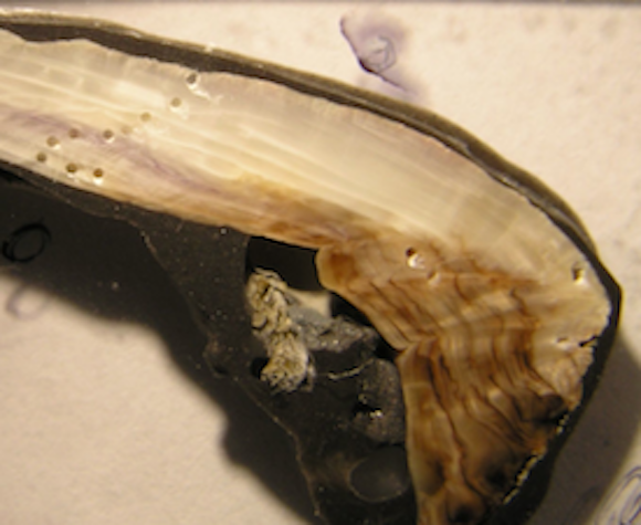 Modern mussel shells much thinner than 50 years ago