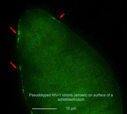 Modified HIV-1 virus can integrate into genome of parasitic flatworm