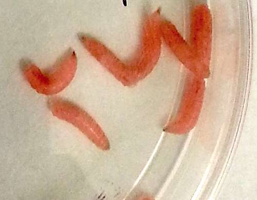 Modified maggots could help human wound healing