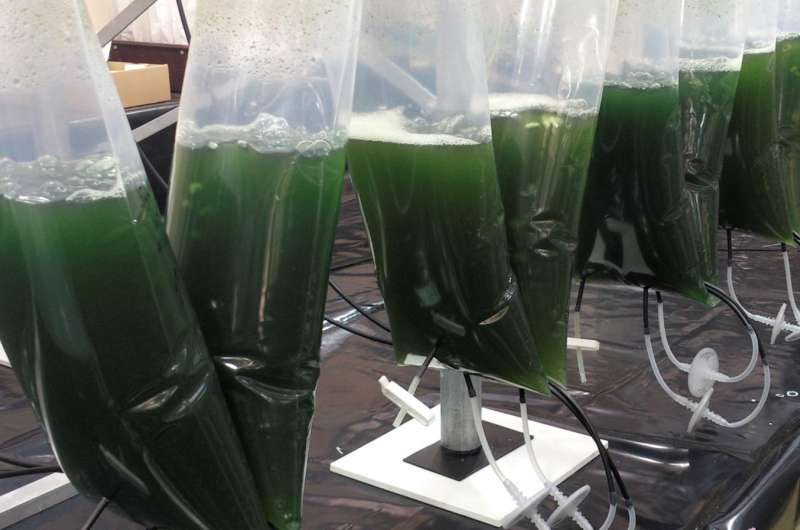 Modified microalgae converts sunlight into valuable medicine