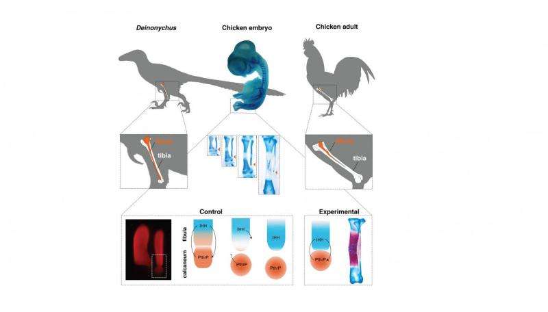 Molecular experiment reverses evolution in birds obtaining a dinosaur-like lower leg