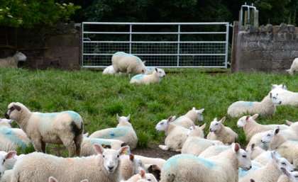 Molecular 'sheep' could open a scientific gateway