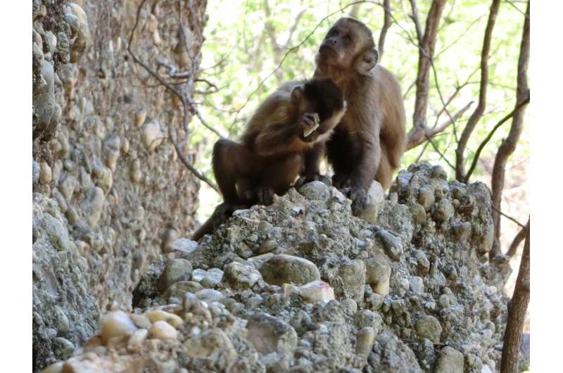Monkeys are seen making stone flakes so humans are 'not unique' after all