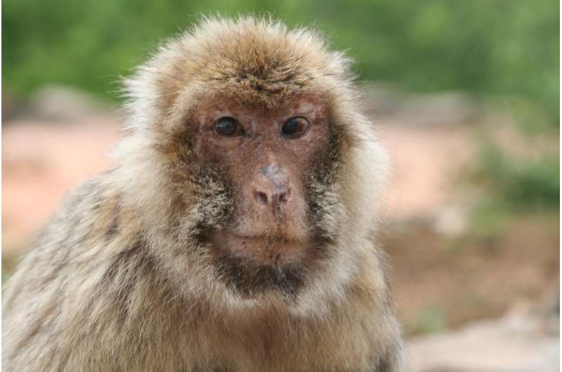 Monkeys get more selective with age