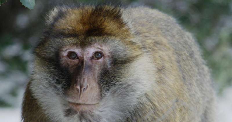 Monkeys regulate metabolism to cope with environment and rigours of mating season