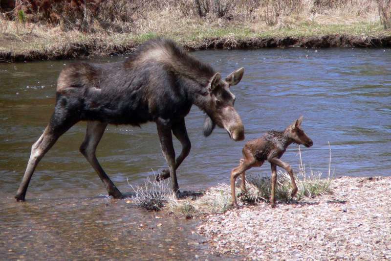 Moose and her offspring, Rocky Mountain National Park, USA