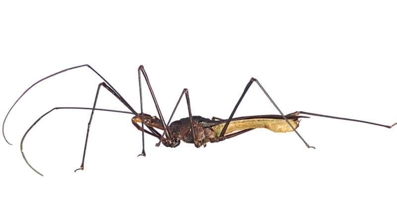 More assassins on the radar: As many as 24 new species of assassin bugs described