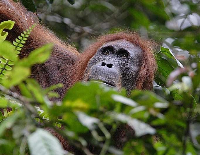 More Sumatran orangutans than previously thought