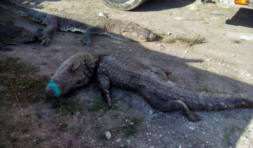 More than 120 crocodiles died while being transported from Sinaloa state to Quintana Roo state in Mexico, many suffocating and b