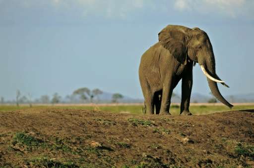 More than 30,000 African elephants are killed by poachers every year to supply an illegal trade controlled by criminal gangs tha