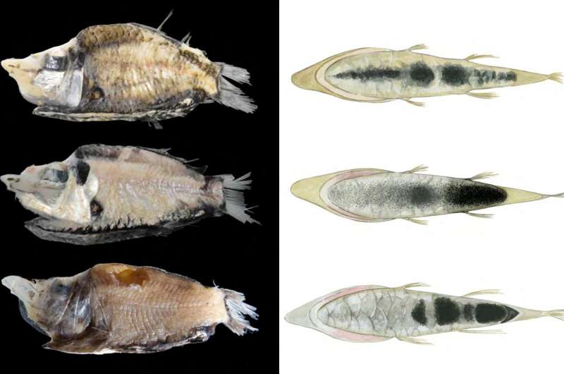 Morphological analysis of a light-controlling organ suggests two new deep-sea fish species