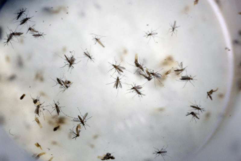 Mosquito season brings no urgency for money to fight Zika