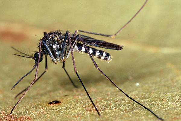 Mosquito species may be key to transmitting EEE virus in southeast U.S.
