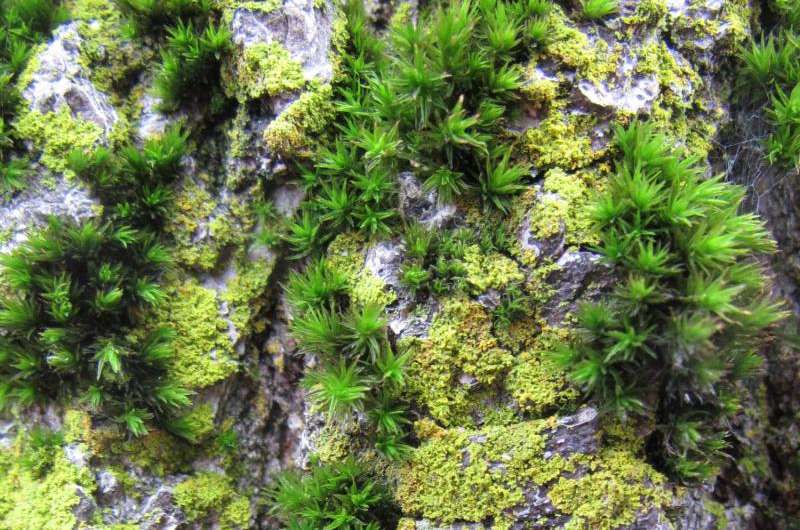 Moss is useful bioindicator of cadmium air pollution, new study finds