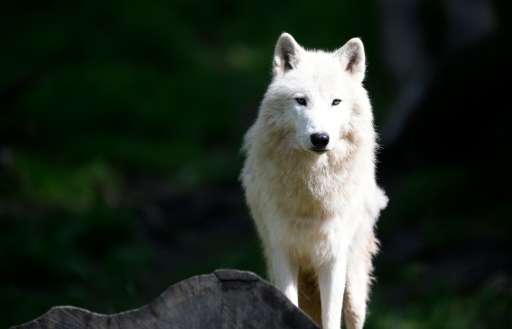Most wolf populations are on the rise but scientists warn that top carnivores deprived of prey will come into closer contact wit