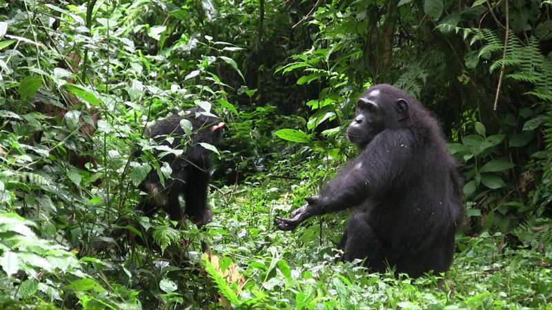 Mother-infant communication in chimpanzees