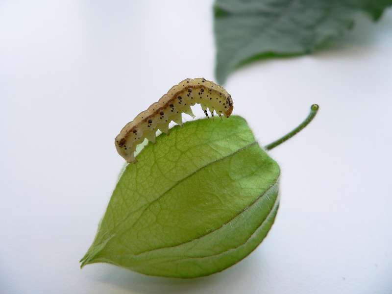 Moth takes advantage of defensive compounds in Physalis fruits