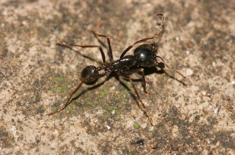 Mountaineering ants use body heat to warm nests