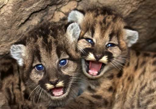 Mountain lion kittens found in mountains near Los Angeles