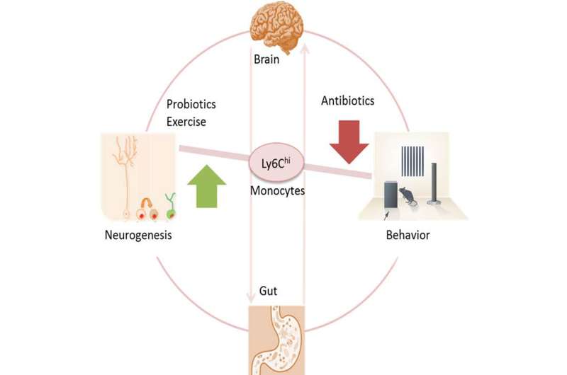Mouse study finds link between gut bacteria and neurogenesis