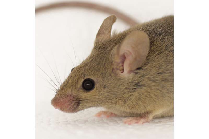Mouse urine reveals mechanism for individual scents