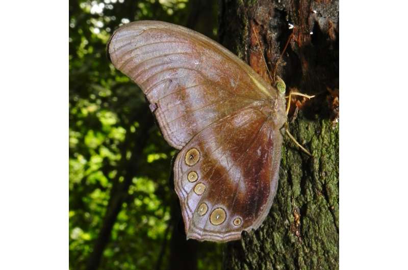 Movement of rainforest butterflies restricted by oil palm plantations