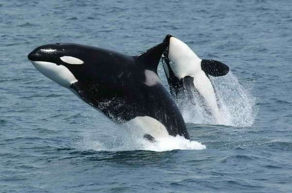 Move to conserve Bremer Canyon's orcas