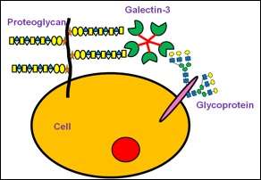 Multitasking proteins: Unexpected properties of galectin-3