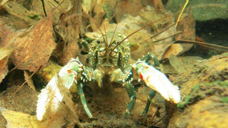 Murray crayfish high-country hideout under threat
