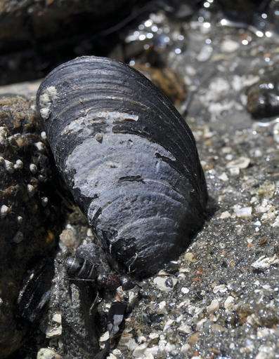 Mussels disappearing from New England waters, scientists say